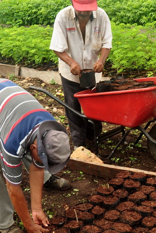 TheTreeHub's tweet image. La préparation des plants en pépinière est une étape importante d'un projet de #reforestation