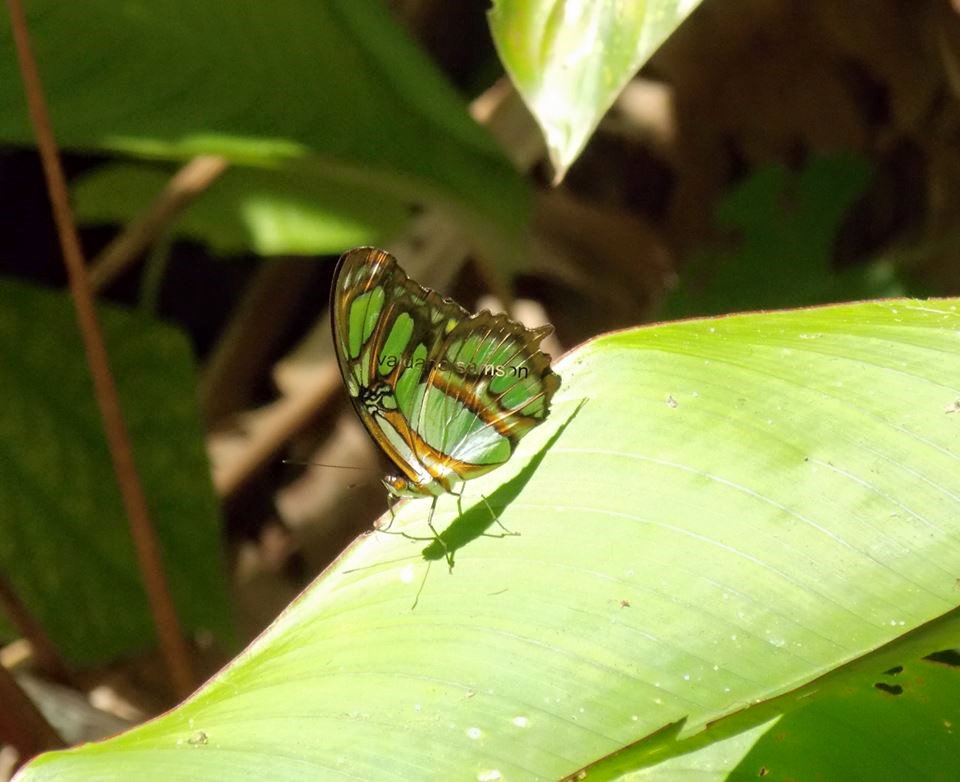 PeperPotNP's tweet photo. Goodmorning! Greetings from all of us at #Peperpot Nature Park in #Suriname.
-picture by Valdano Samson- https://t.co/yTw4C5XIAT