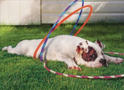 ClearanceJobs's tweet image. Nope. Definitely not jumping through hoops today.  #MondayMorningProblems.