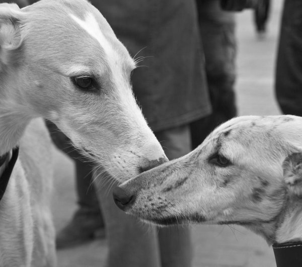 guardiacivil's tweet photo. ¿#SabesQue hoy es el #DíaMundialDelGalgo?
Con tu ayuda evitaremos su maltrato y abandono
#Denuncia ☎️062 https://t.co/3HTHZXU0nw
