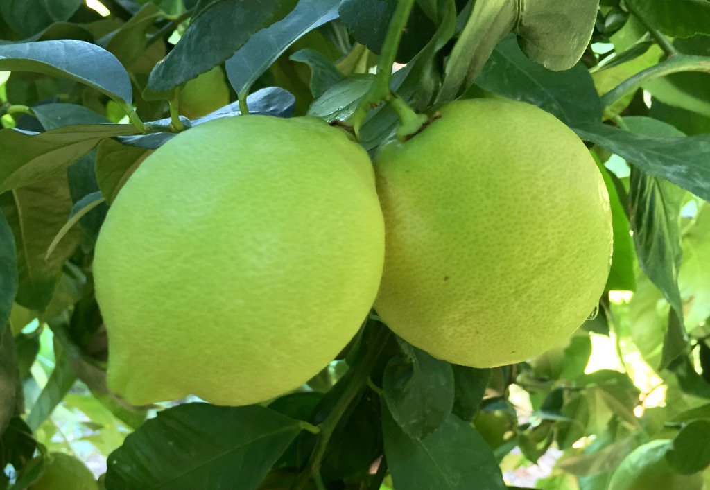 Stensgroup's tweet photo. #Smooth lemons #Nutrigation https://t.co/0uItiVh3AD