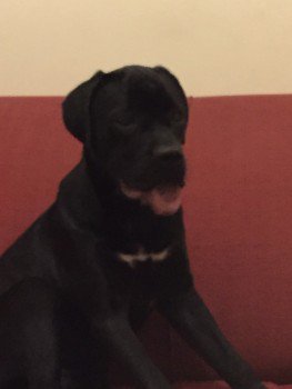 DogLostUK's tweet photo. #Lost YOUNG Cane Corso Female PLEASE SHARE 
Alington Grove #London #SM6 https://t.co/2cIA4je0D0 … … https://t.co/Ov2IBGA3Yh
