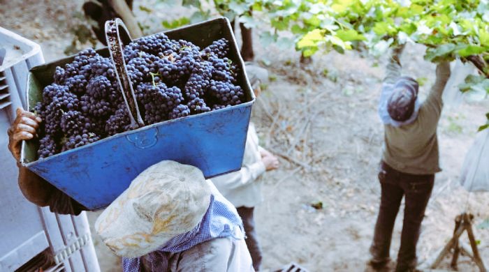 Felicidades a todos los trabajadores vitivinícolas en su día! Salud a tan importante tarea...