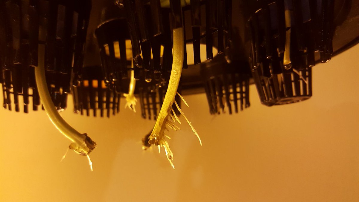 BioDomeX's tweet photo. Contest is live! Contest rules and information can be seen here:
https://t.co/pSGDOuKkyf #gardening #aeroponics https://t.co/Ye9Yx517T2
