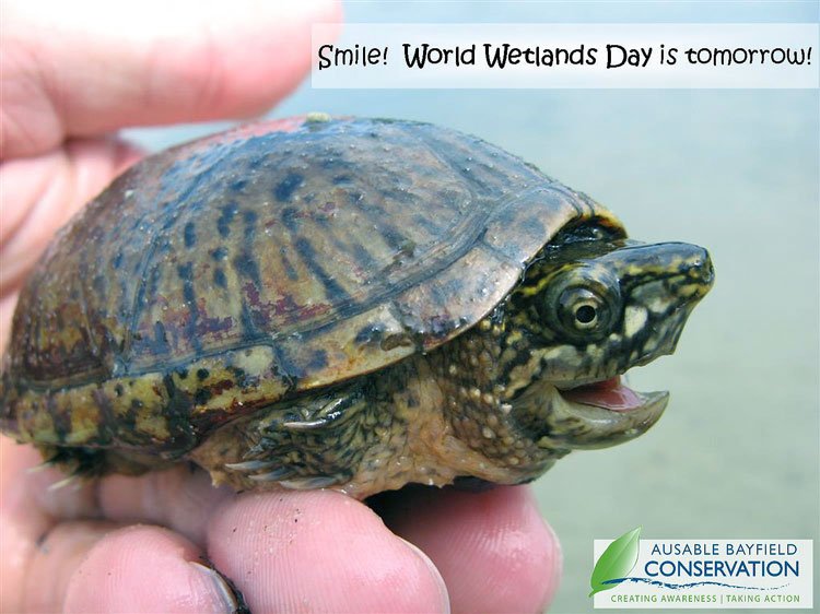 ow.ly/XNJyL Tomorrow, February 2, is #WorldWetlandsDay! Click to learn more about #wetlands
