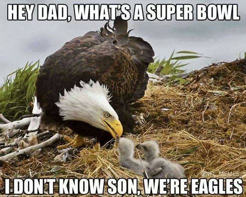 BirdCagesNow's tweet photo. Hey Dad, what's a #SuperBowl?? I don't know son, we're eagles... https://t.co/DZ7woVJqjx