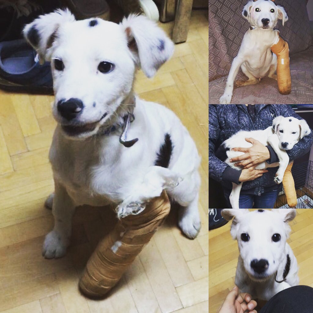 #yuvaarıyor #köpek #dog #satınalmasahiplen #haysev #sahipsizpatiler #ankara