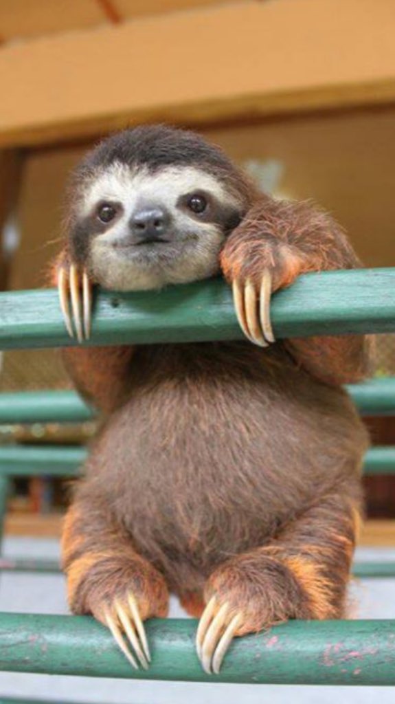 bigman1404's tweet photo. One for you @sketchreppinink if you need cheering up! #coolsloth👍🏻😜 https://t.co/BpIIfiupjB