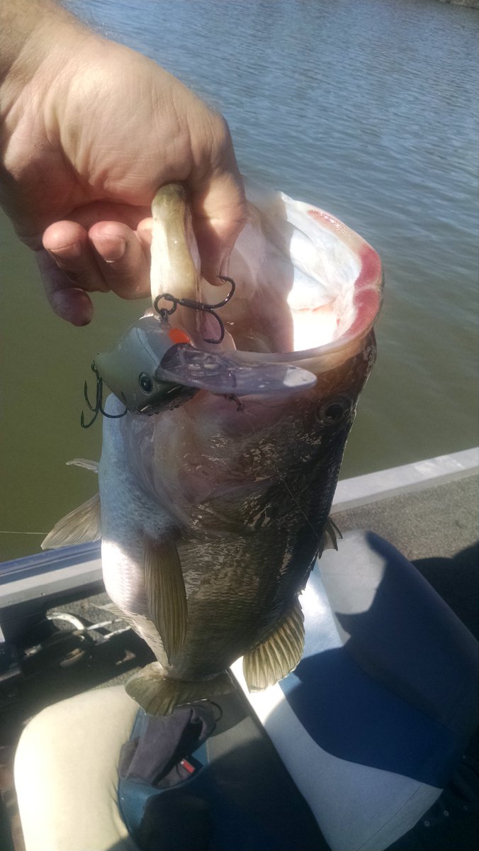 PerryGregg's tweet image. @TimmyHortonBass #ZBOSS 25 was smoking them Saturday. Catching them 27&apos;-29&apos; deep! First time ever that deep for me.