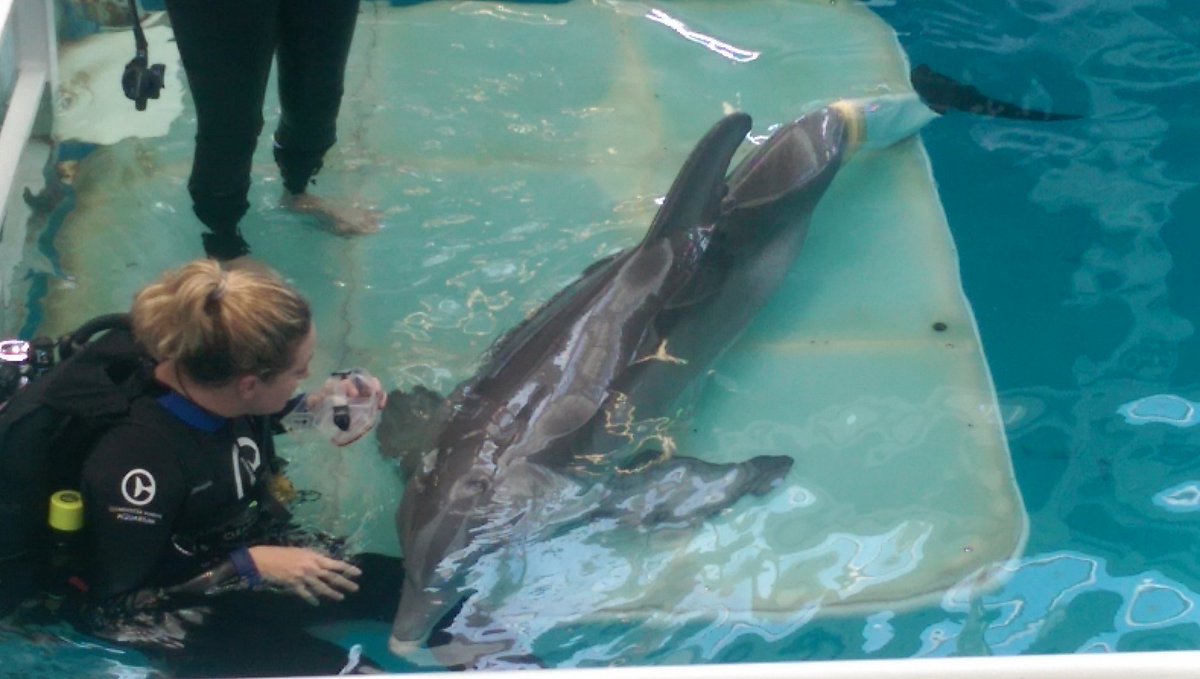 TravelMole's tweet photo. And here it is ..fitted and apparently very comfy / functional @CMAquarium @VSPC #LoveFL #huddle16 https://t.co/0Hdg4yZOXy