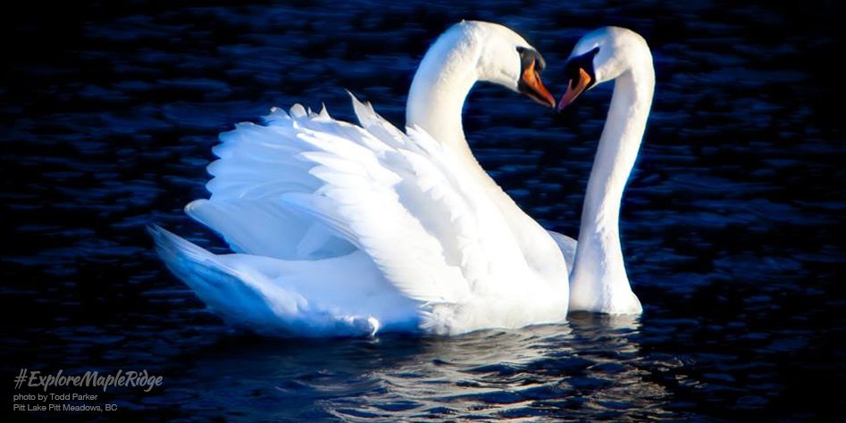 Mi Amour! True lasting love can be found at Pitt Lake. ow.ly/XziAq 
#birding #birdwatching #pittmeadows