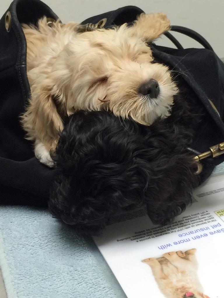 Charlee &amp; Jax came in for their 1st puppy exams &amp; they didn't want to leave each other's side! #firstexam #cutepets