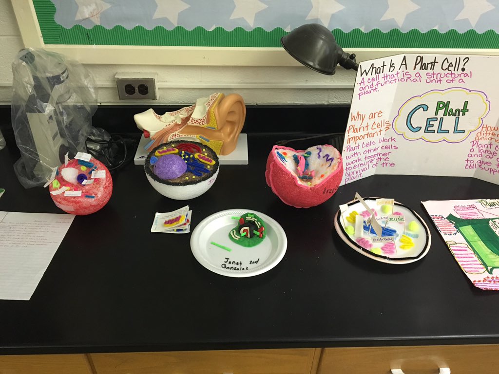 MrDscience's tweet photo. Great #cell #design #projects in @JoanDeeley #science class @tigerciti #lifescience #happysciencecoach https://t.co/nJMjAejTJD