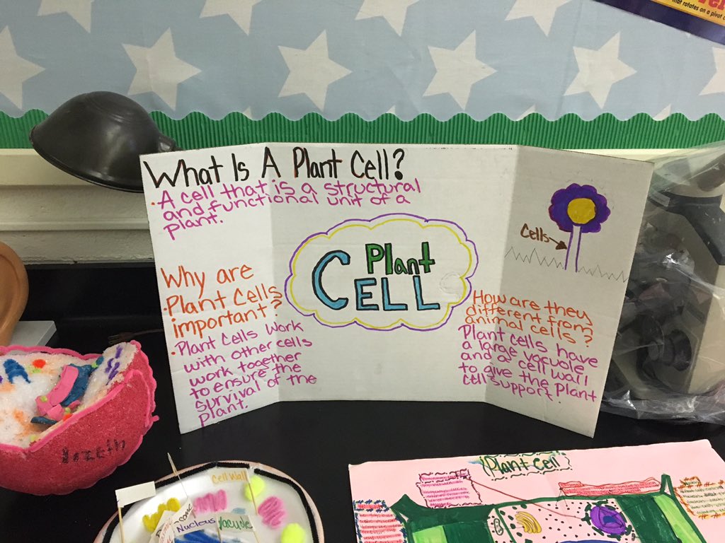 MrDscience's tweet photo. Great #cell #design #projects in @JoanDeeley #science class @tigerciti #lifescience #happysciencecoach https://t.co/nJMjAejTJD