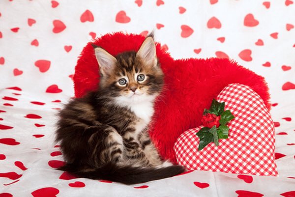 ccsc_uw's tweet photo. Happy Monday!! The countdown to Valentine's Day has begun!! So here's a gift just for you #day1  #❤️💕💖💘💝 https://t.co/GeAWKl1po5