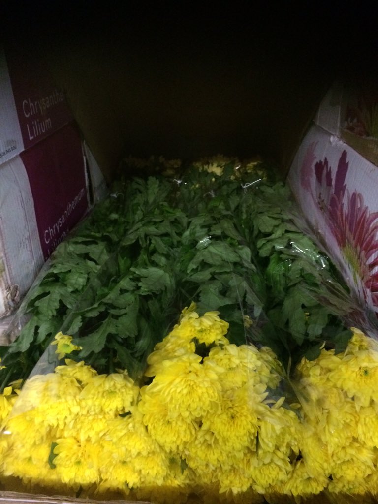 80gram euro sunny morgen op flora Holland Naaldwijk