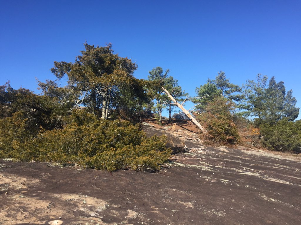 sbsjess's tweet image. #ArabiaMountain #ExploringGeorgia