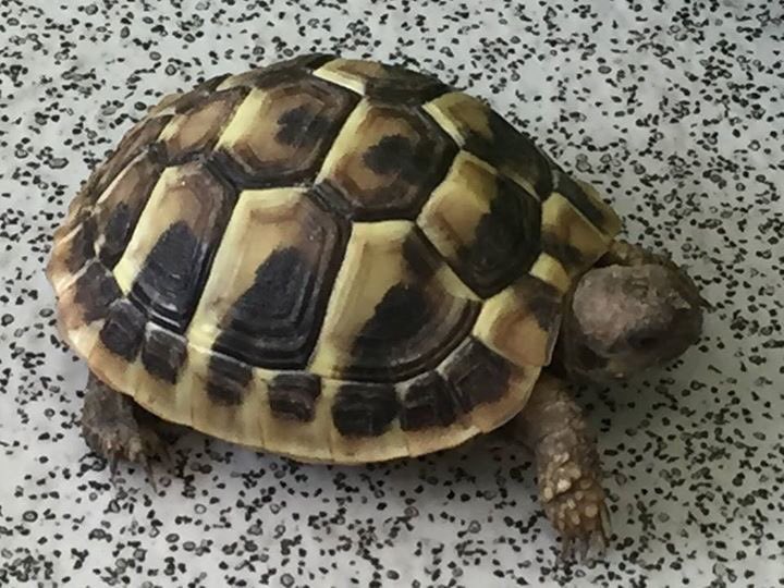 We need your help - #nameourtortoise <a href="/ChellowHeights/">chellow heights</a>