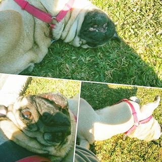 Joy_PhotoCam's tweet photo. Retozor churrotururil #Marcela #Turulo #Madness #Pug #PugLife https://t.co/par5qyKeX5 https://t.co/0PGkOeRvPo