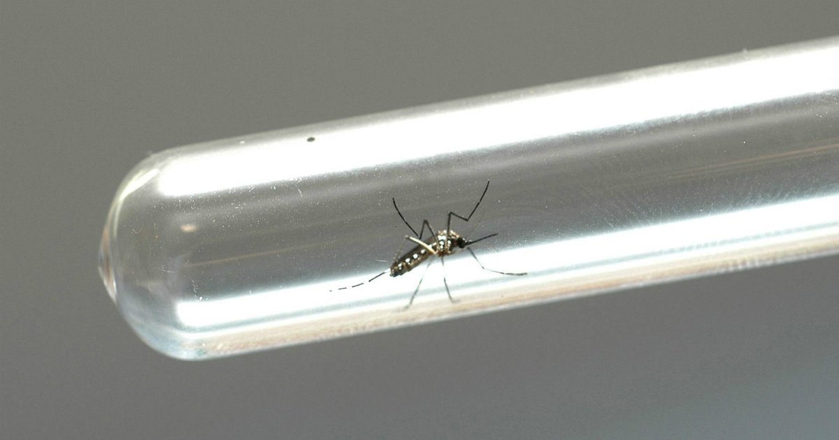 OMS acaba de declarar que o Zika vírus é emergência de saúde pública internacional glo.bo/1So21Ub
