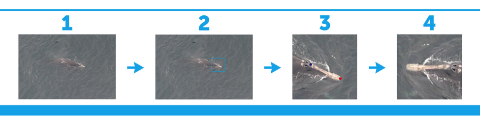 kaggle's tweet photo. 1st place team @deepsense_io from Right Whale Recognition shares their pipeline &amp; approach https://t.co/xhJmNQsNU3 https://t.co/XJ5XN3GG1v