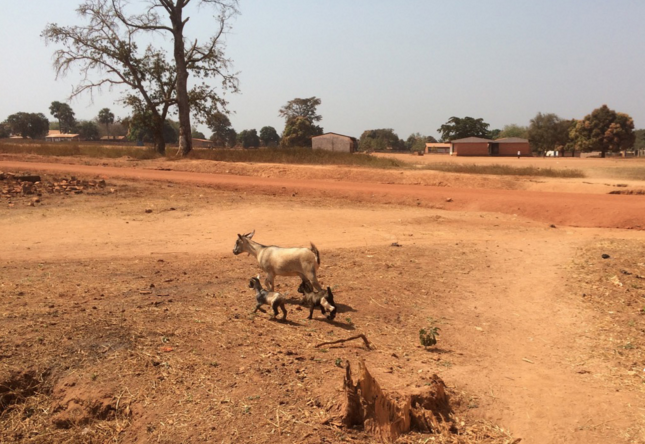 MSF_USA's tweet photo. Dispatch from the field: The Sounds of Bria #MSFblog #CAR https://t.co/ZOFO1TDWgj https://t.co/xYDqIwMnNl