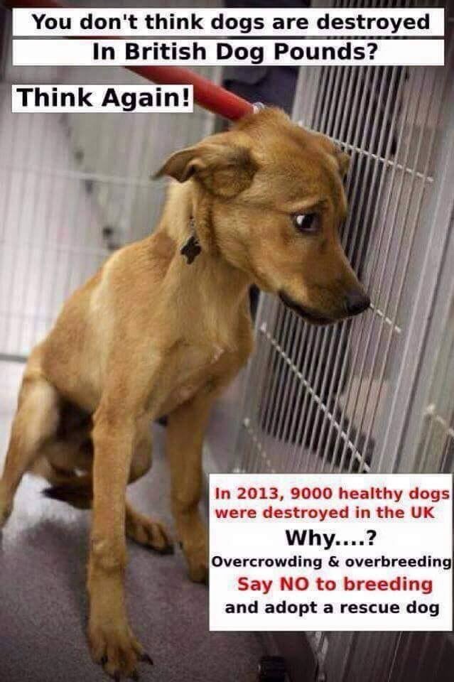 Already this year in just ONE MONTH @dogstrust been asked to take in 3,400 dogs!!!! 113 per DAY unwanted 😡😡😡