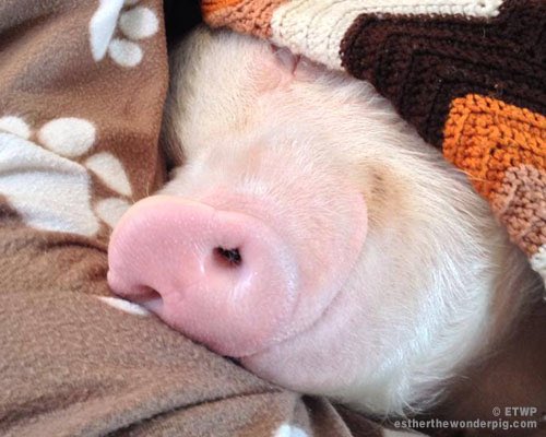 Svo mikil vitleysa að máltíð sé dýrmætari en líf.