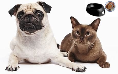 GoldenEaglePets's tweet photo. We made it easy to #feed your #best #pets .  The Product check Out On https://t.co/Gmgk8buRNj #petsbowl #dog https://t.co/GPCGrZ9eYr