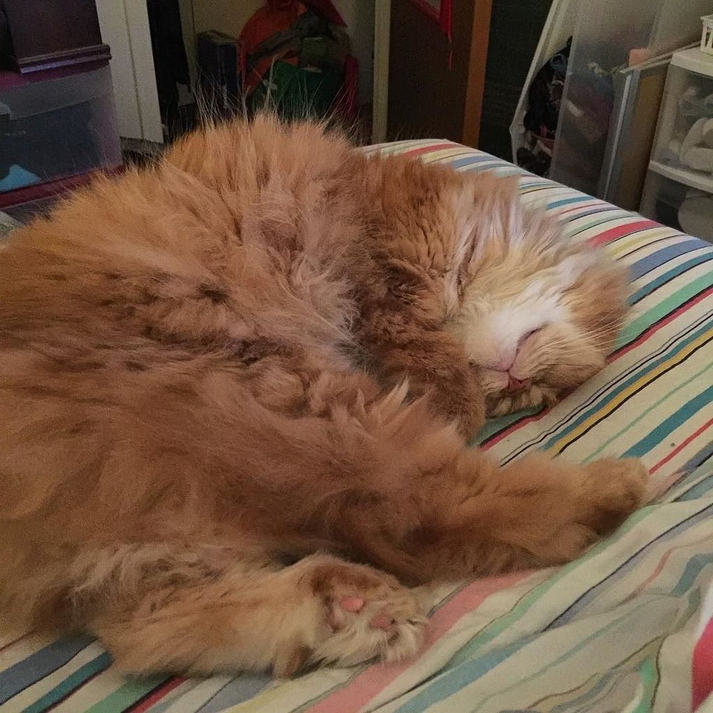 Chatchatcatcat's tweet photo. I sleep on Monday's #fluffy #furbaby #furchild #cat #chat #gato #kitty #cats #orange #orangecat #orangecatsofinstag… https://t.co/gmIHbIhuwl