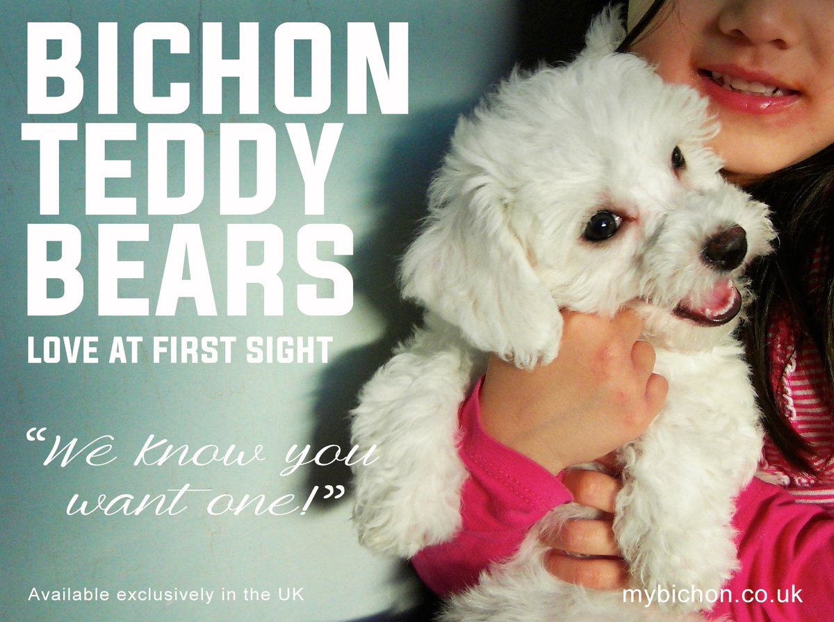 A dog is for life... #bichonfrise #bichon #loveatfirstsight #teddybear #puppy ...life is better with a Bichon