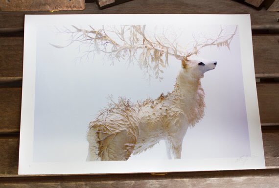 #deer #nature #art #ellenjewett #artprint #art #giclee #natural ellenjewettsculpture.com