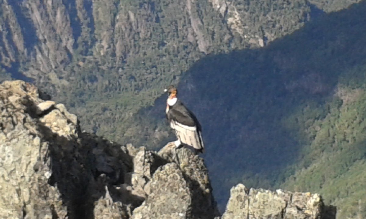 Por montañas de Bariloche. En una cumbre se posó un cóndor al lado