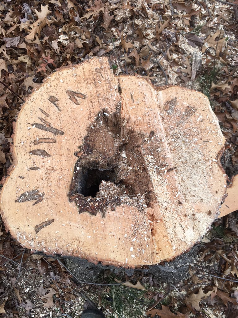 srggcs's tweet image. This maple tree probably looked healthy to an untrained eye.