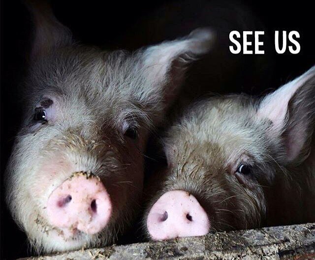 vegetarianspain's tweet photo. #GoVegan #vegano #vegan #pigs #animalrights https://t.co/p5wmAsJxG3