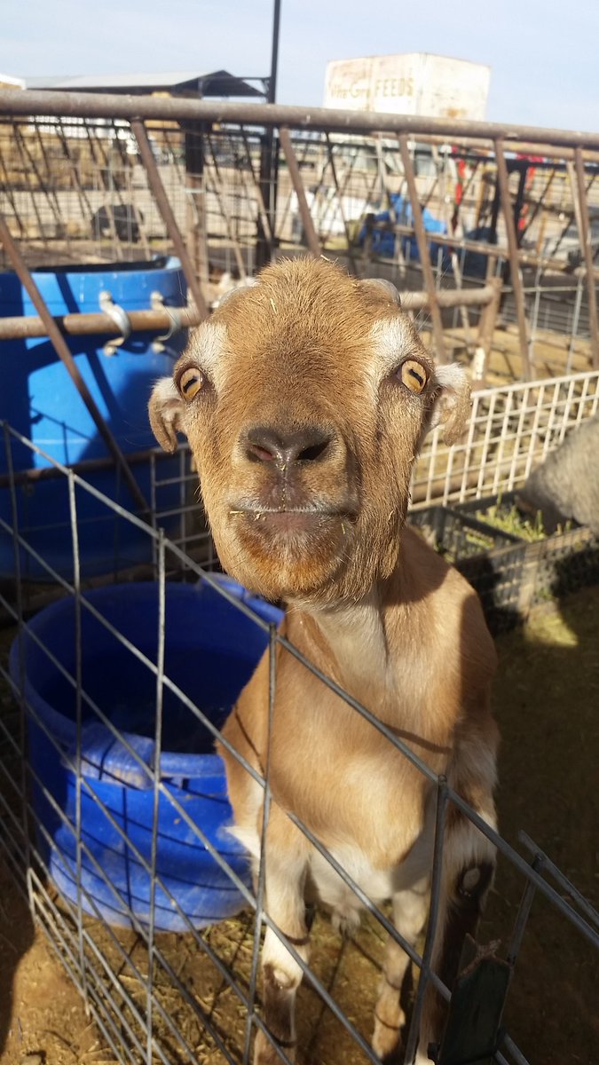 Udder Delights tweet media