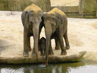 attackofthecute's tweet photo. Protective parents. https://t.co/I0hiPYG0EC https://t.co/zcRWnsTnyB