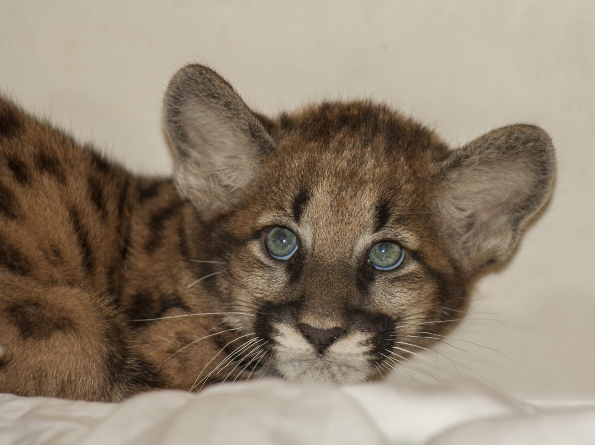 growertalksmag's tweet photo. Snaps to @FlowersBySakata for rescuing this adorable Florida Panther cub! Good karma coming your way! @JamieSakata https://t.co/5l580rL96Q