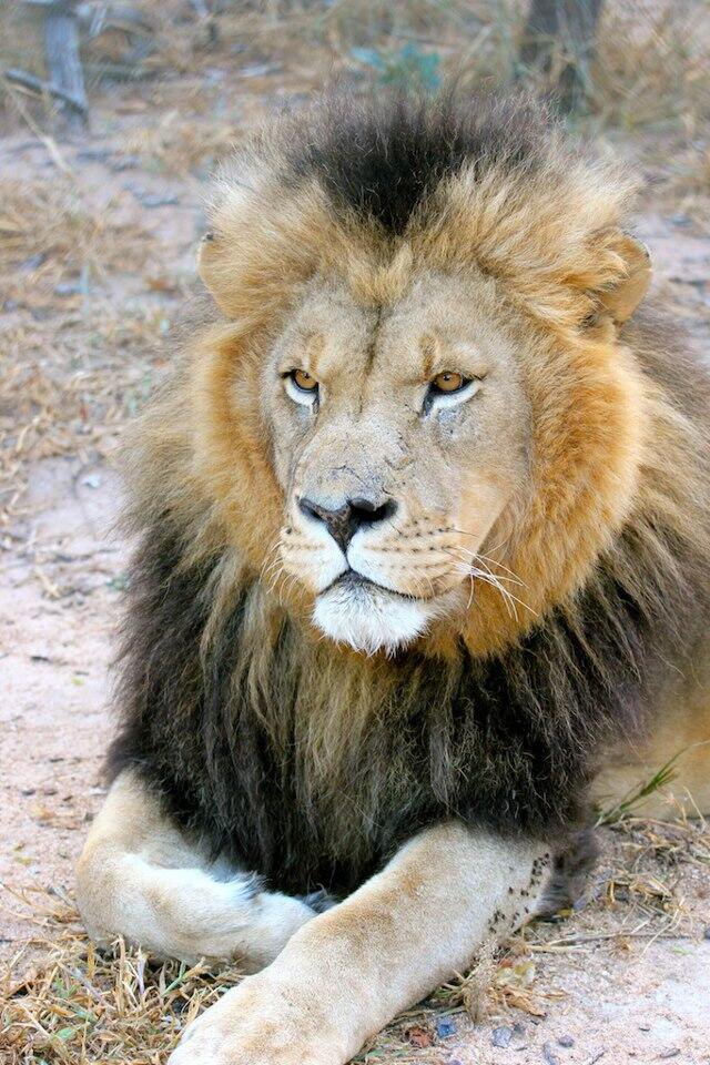 brianbaya1's tweet photo. Zimbabwe the home of lions https://t.co/biQznfEL6p
