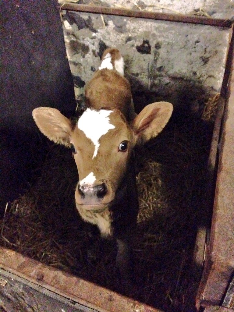 Lisam2k16's tweet image. My cutie #Calving2016 #springsnaps @GlanbiaAgri @CountryLife100