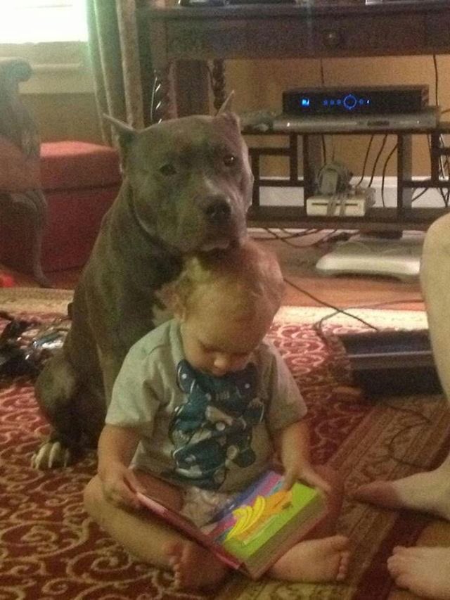 pitbulIpics's tweet image. &quot;not a family dog&quot;