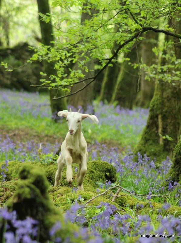 magnumlady's tweet image. @CountryLife100 @GlanbiaAgri Spring! #springsnaps