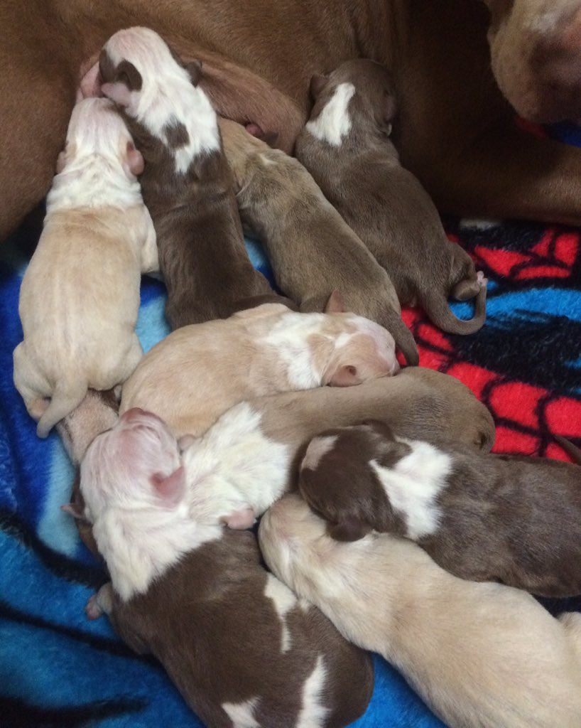GageBurger's tweet photo. PUREBRED red nose pitbull puppies mom and dad on site! https://t.co/uIZ5vPiEM4