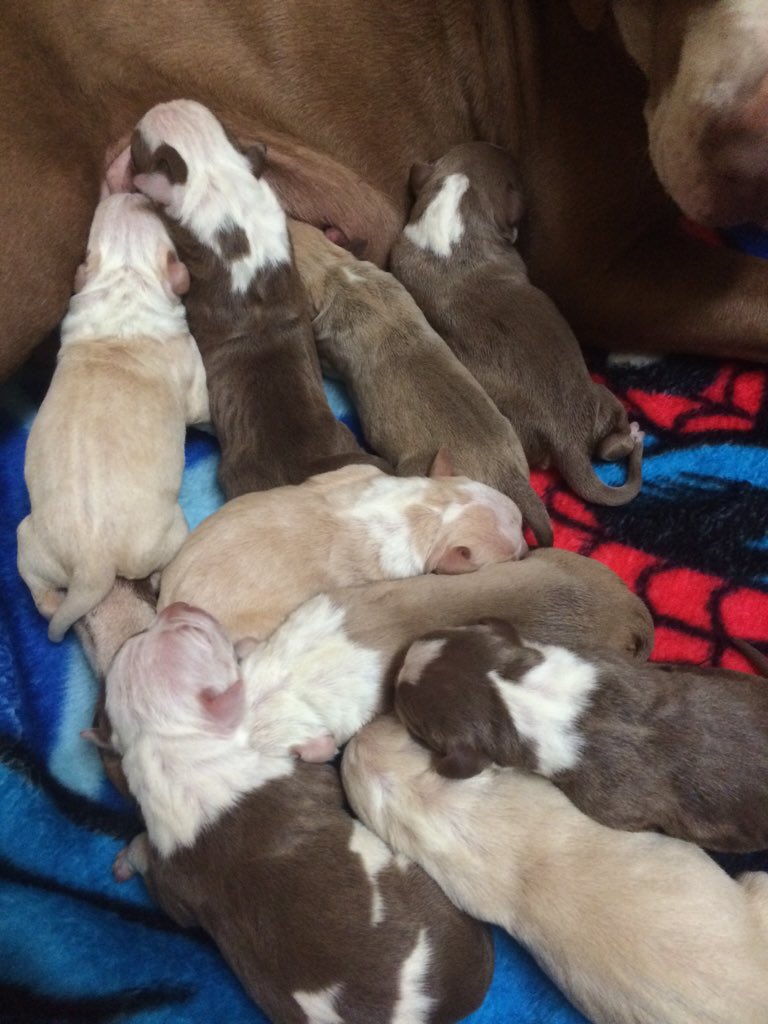 GageBurger's tweet photo. PUREBRED red nose pitbull puppies mom and dad on site! https://t.co/uIZ5vPiEM4