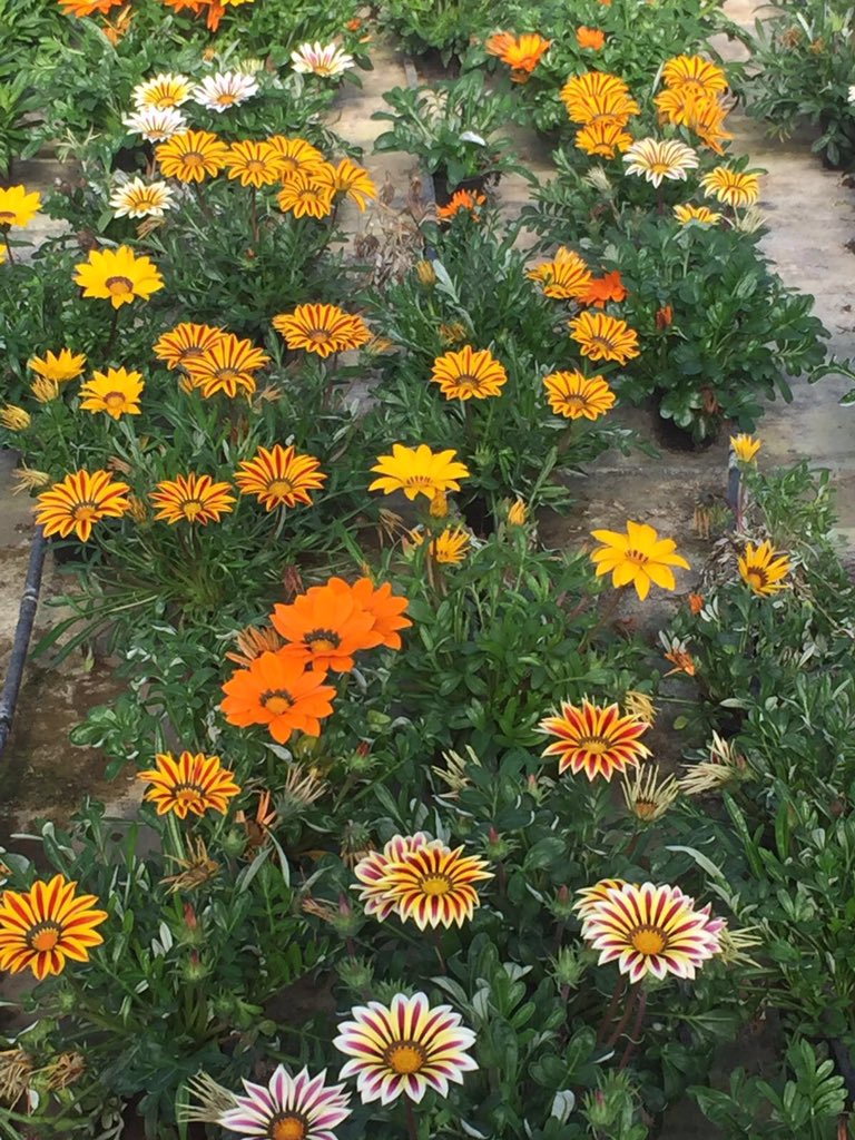 InvernaderosRam's tweet photo. Con nuestras margaritas os deseamos feliz lunes #plantas #Extremadura https://t.co/IMqQ3cMFNj
