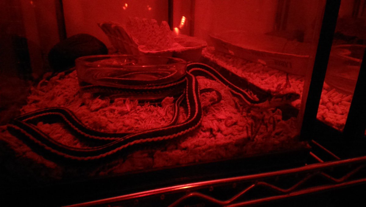 Biology_Dave's tweet photo. Tsp garter snakes in our hibernation chamber. We kept it at 4 deg C..that's cold! #z599 https://t.co/gqPSpEulL6