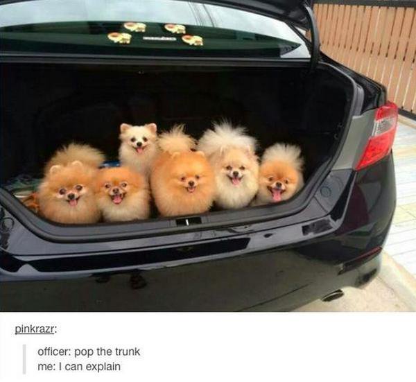 cutiesoverload's tweet photo. I can explain I swear https://t.co/XOAk7fGzAx