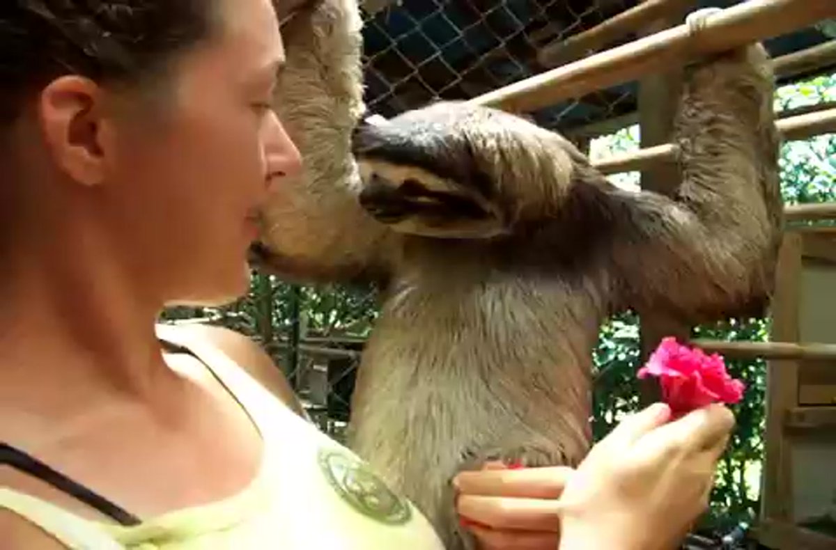 She Offers A Sloth A Tasty Flower, But He'd Much Rather Have A Hug dlvr.it/KNLCRK