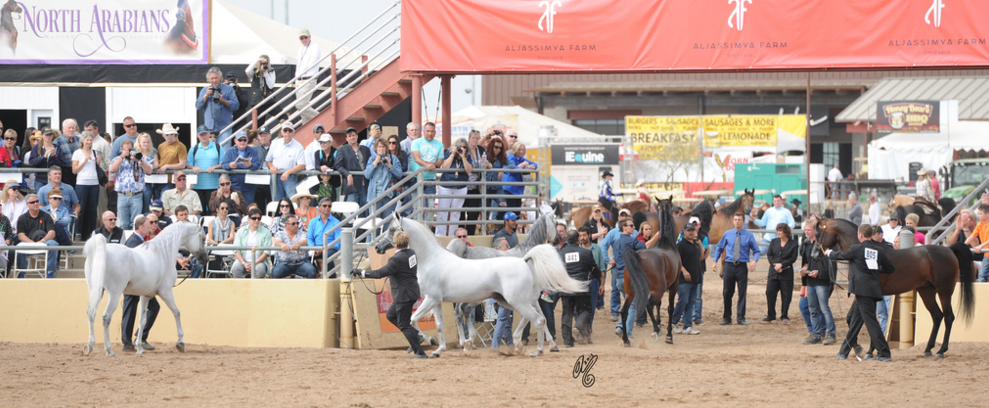 ArabianHorsesAZ's tweet photo. 2,332 horses competed in 2015.  Over 320,000 spectators! Make the 2016 show a great one. https://t.co/p2JdIiarDt https://t.co/5xhaDrDM5x