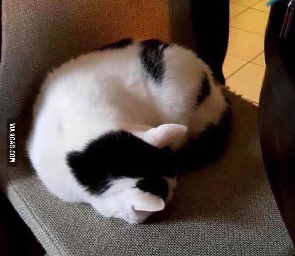 prettySneha2's tweet photo. Cat's butt looks like a #panda #9gag #catpanda #kungfupanda @9gagmobile https://t.co/Jxumo6r3wk